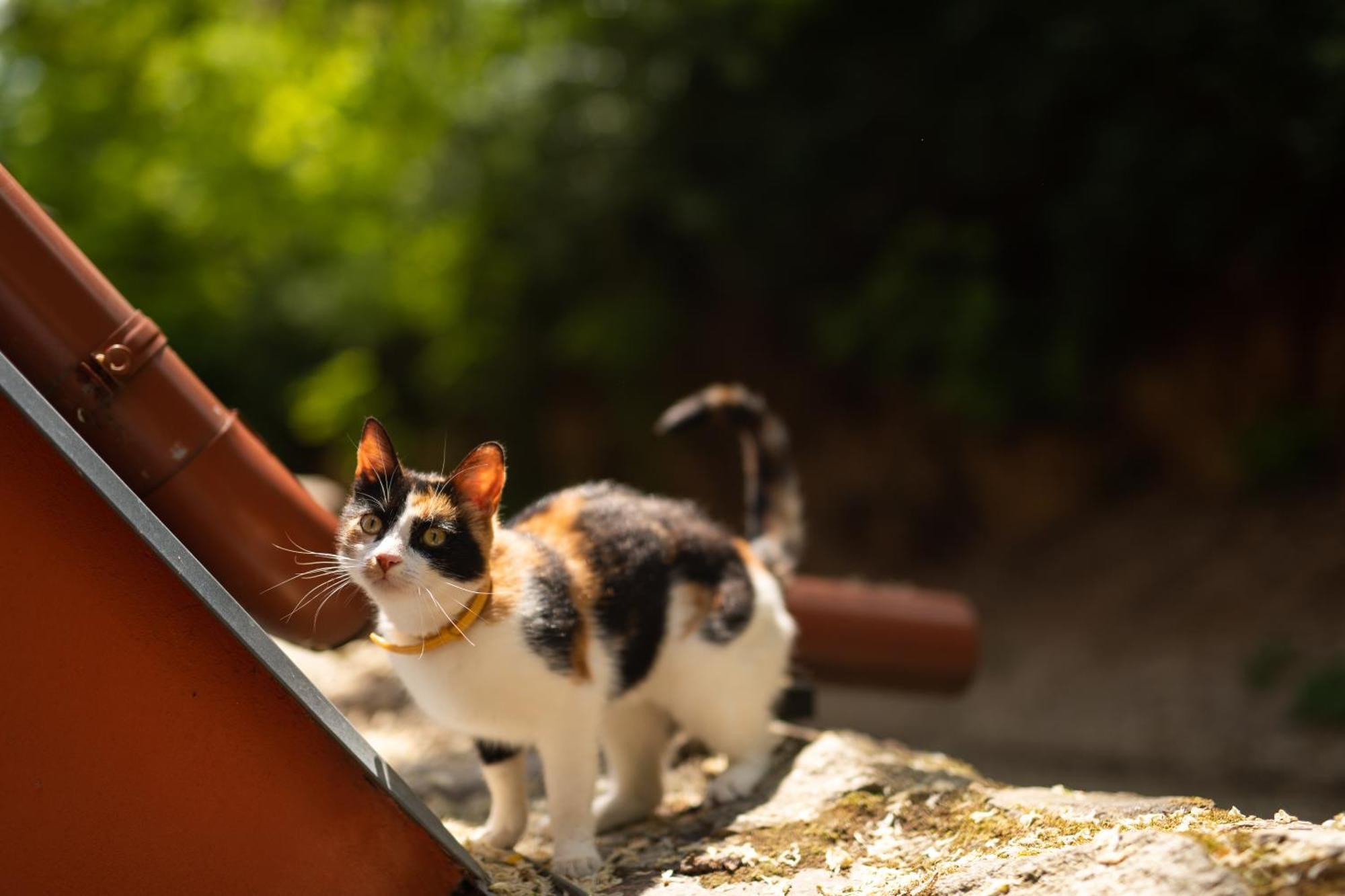 Penzion Nechorka Prušánky エクステリア 写真